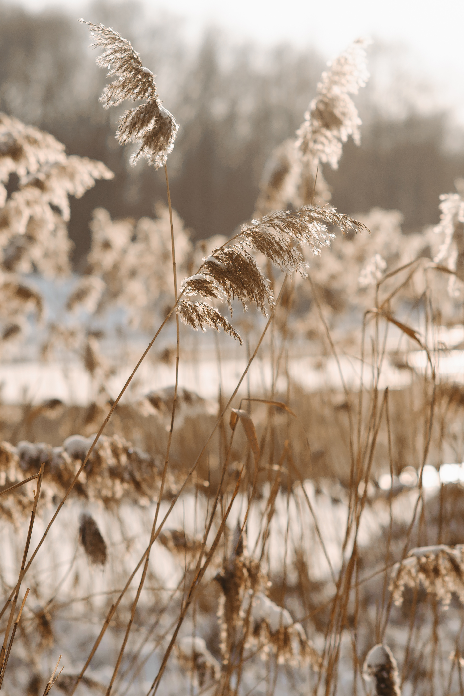 Pampas Dry Grass in Neutral Colors