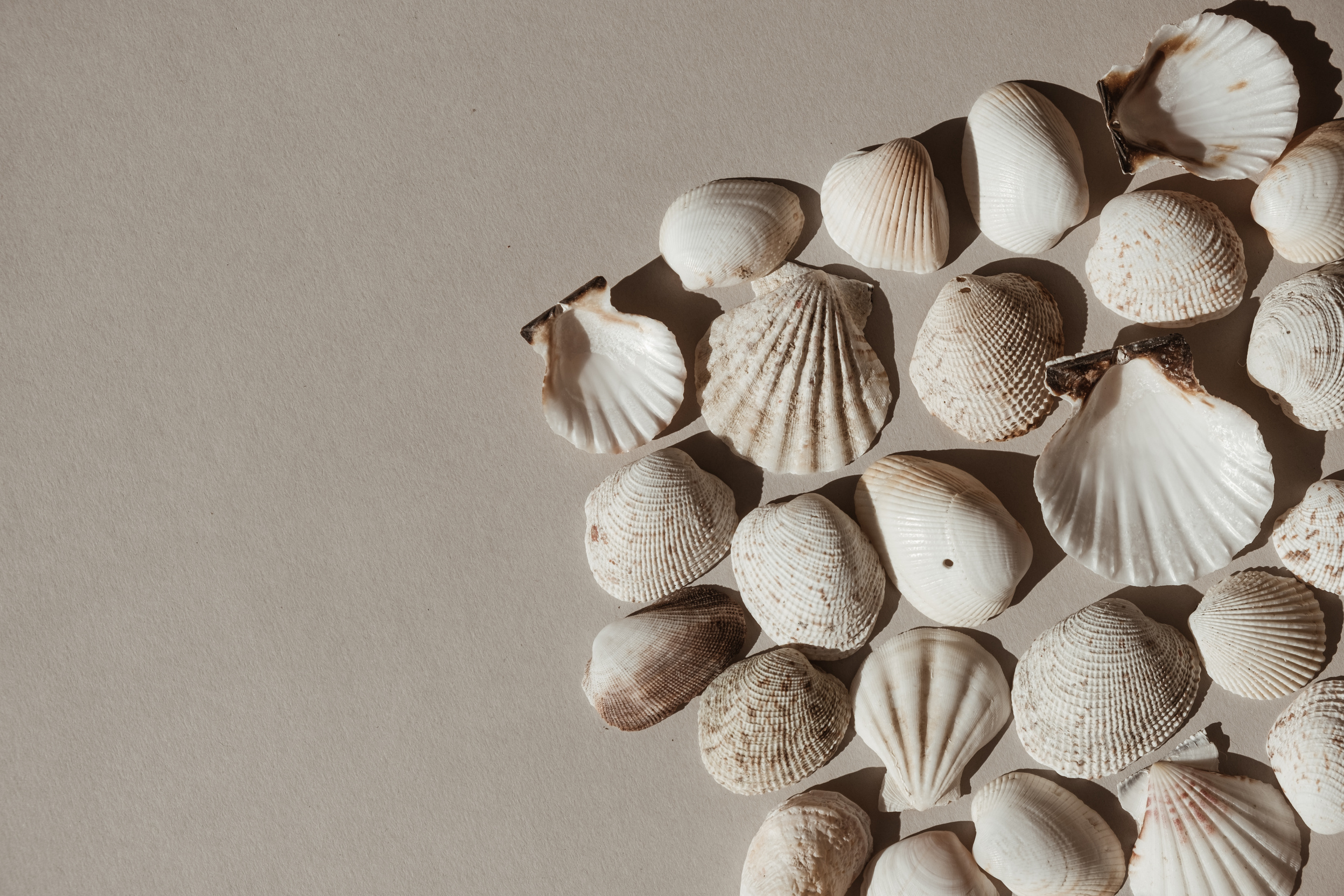 Seashells Arranged Neatly on Neutral Background 